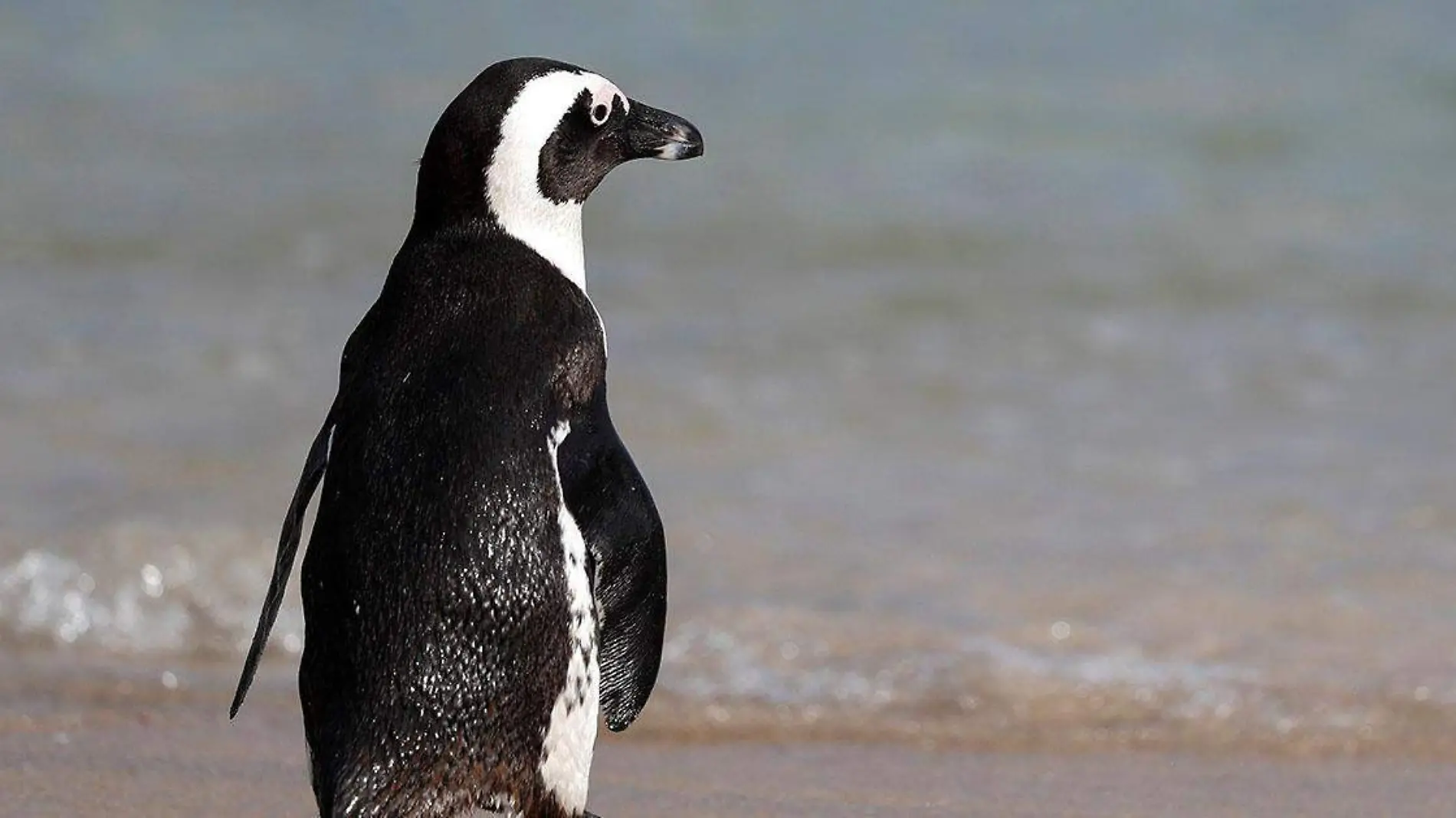 El pinguüino estuvo a punto de perder la vida entre unas rocas por lo que año con año regresa a visitar a su salvador